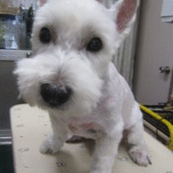 トリミング終了(^_-)-☆