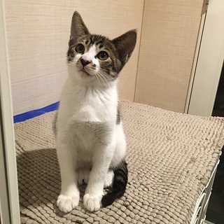 ちょびの家族になってください。