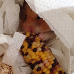 寝床で、チビコーン。