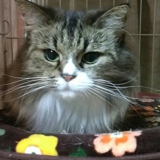 (動画必見)甘えたノルウェージャン