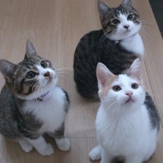 イケメン三兄弟(仔猫)の里親募集