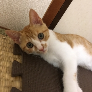 超甘っ子茶トラ君、里親さん募集中