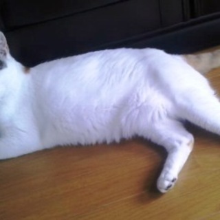 にゃんこ先生　大人しい子です