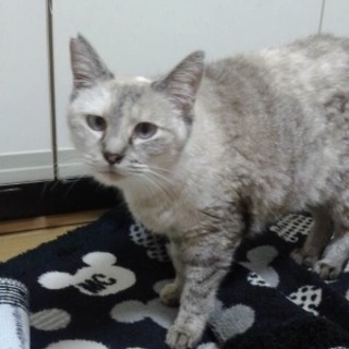 ここちゃん　　おとなしいこです