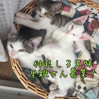 ６月末産まれ、子猫兄妹の里親さん募集です。