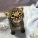 子猫 4兄弟 1匹目