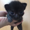 子猫 4兄弟 2匹目