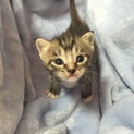 子猫 4兄弟 3匹目