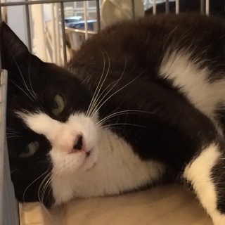 白黒ハチワレの小鉄