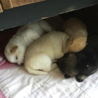 10月5日頃、中型犬雑種の子犬が産まれました。