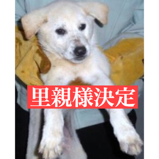 里親様決定しました！