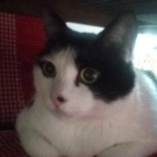 優しい里親さんに出会えました、ありがとうございます