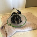 里親を募集します【急募】