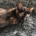 子猫3ヶ月くらい 里親さん募集
