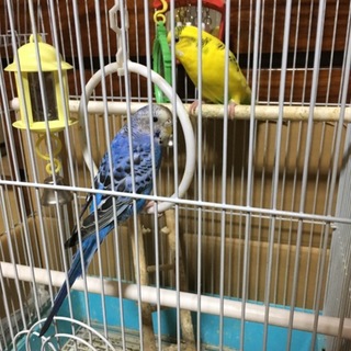 可愛い青色黄色のセキセイさんです！