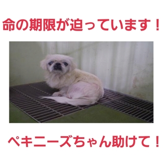 命の期限が迫っています!ペキニーズちゃん助けて!