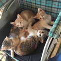 生後2ヶ月元気いっぱい子猫