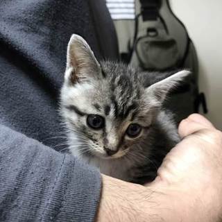 可愛い女の子です