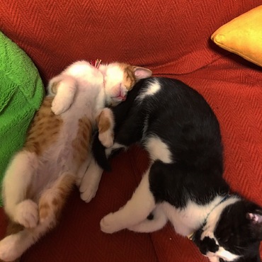 そらちゃんの寝相が…