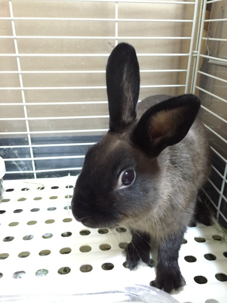 愛情を持って大切に育ててくださる方に サムネイル1