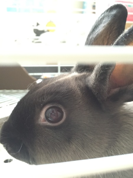 愛情を持って大切に育ててくださる方に サムネイル2