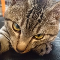 とら