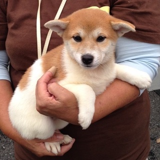 茶白美人の元気印あんころちゃん