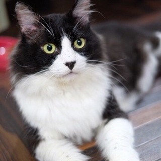 【ライ君】マイペースな甘えん坊ボーイ