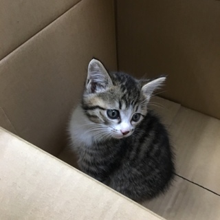 兄妹 キジシロのメス