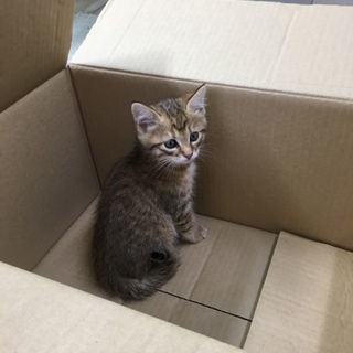 兄妹 キジトラのオス