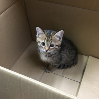 兄妹 キジトラのメス