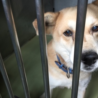 人馴れした良い子です！