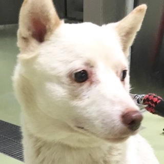 白い綺麗な男の子