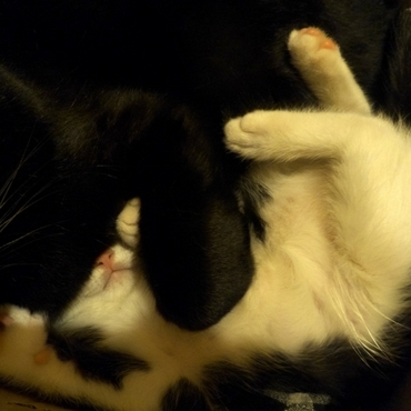 ダリンの写真