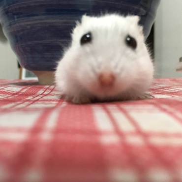 の写真
