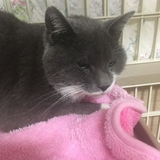 急募！！人懐こい1歳のねこちゃん