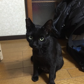 THE甘えん坊！タマは家族を探しています！