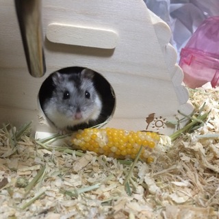 全員里親様が見つかりました！