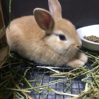 10ヶ月のネザーランドドワーフです。