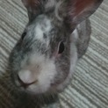 ミニうさぎ