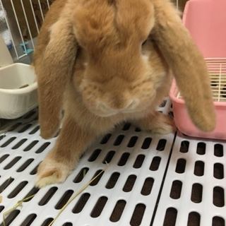 ホーランドロップイヤーの5ヶ月の女の子