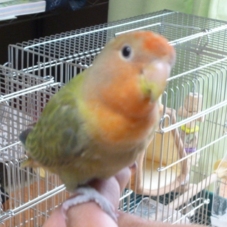 コザクラインコ