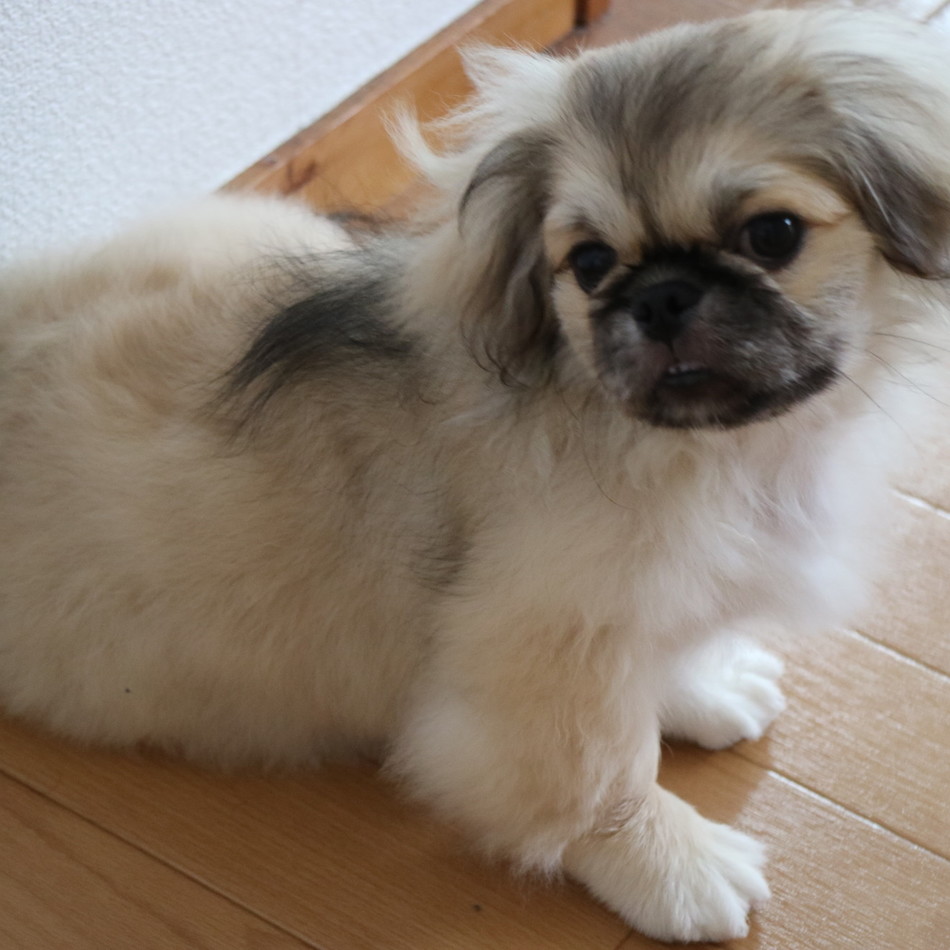 モモのカバー写真