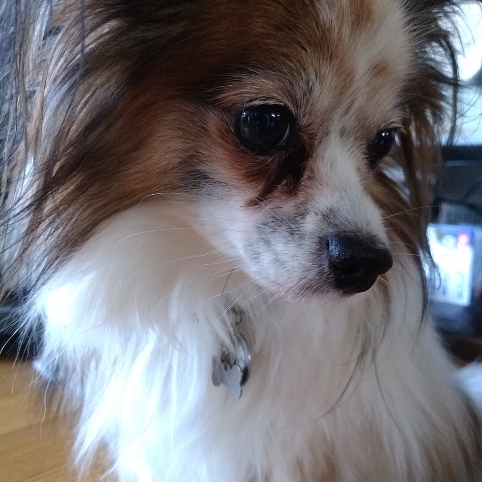 紅葉のカバー写真