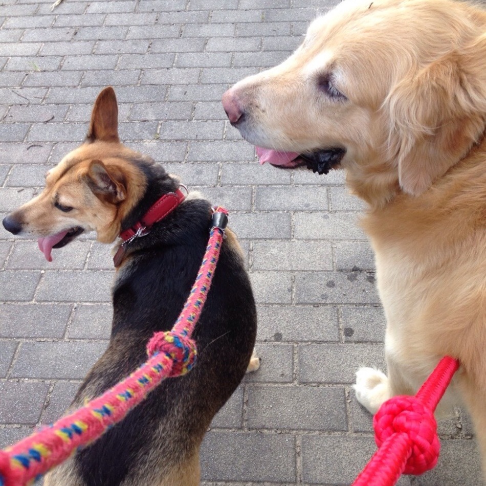 ボブのカバー写真