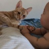 カノン