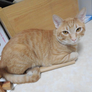 オレンジくん　里親募集　チャトラ　オス