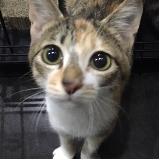 守ってあげたい系美少女☆ダイヤちゃん約3.5ヶ月