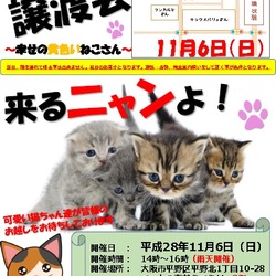 １１月６日（日）にゃんクルー譲渡会ｉｎ平野２