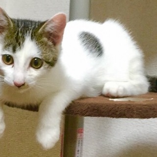 白黒カギ尻尾の男の子です。